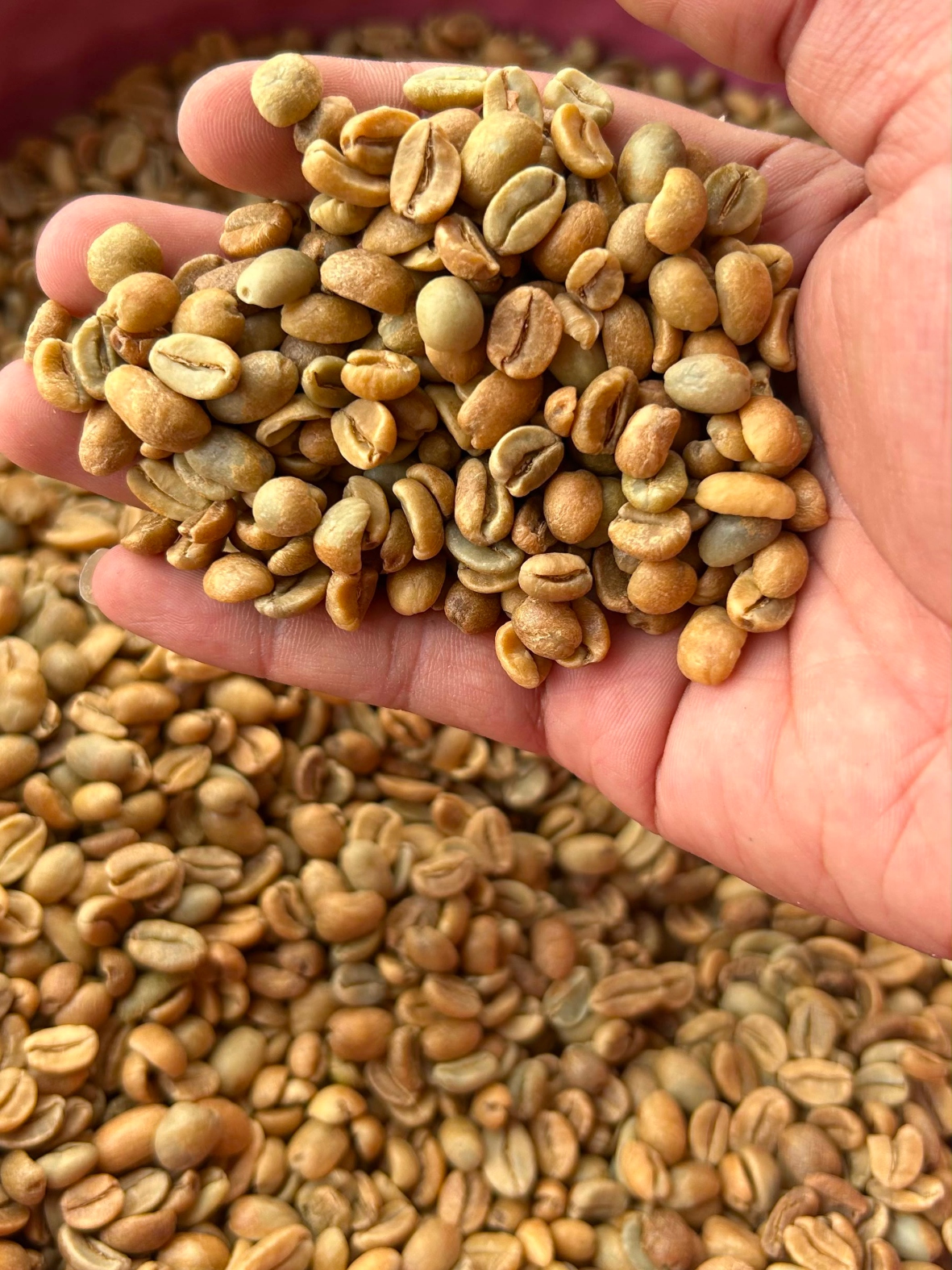 Green Arabica coffee beans from Ijen Highlands