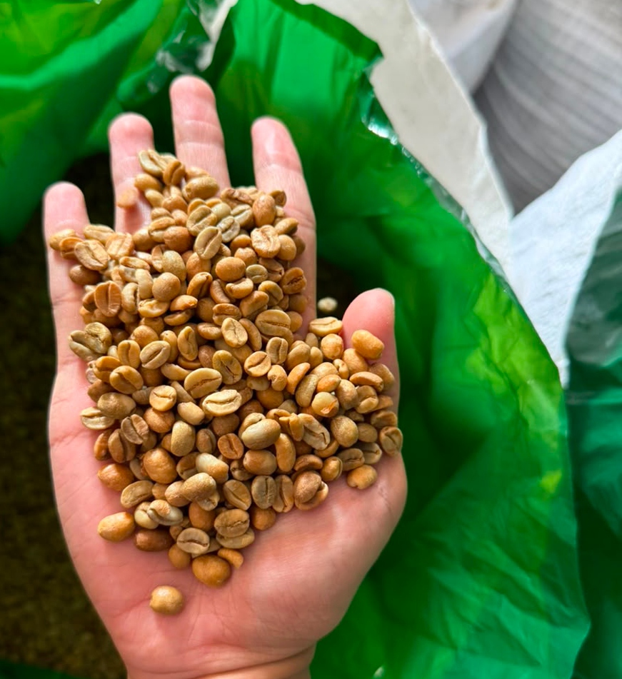 Arabica Anaerobic Ijen — Ijen origin coffee profile