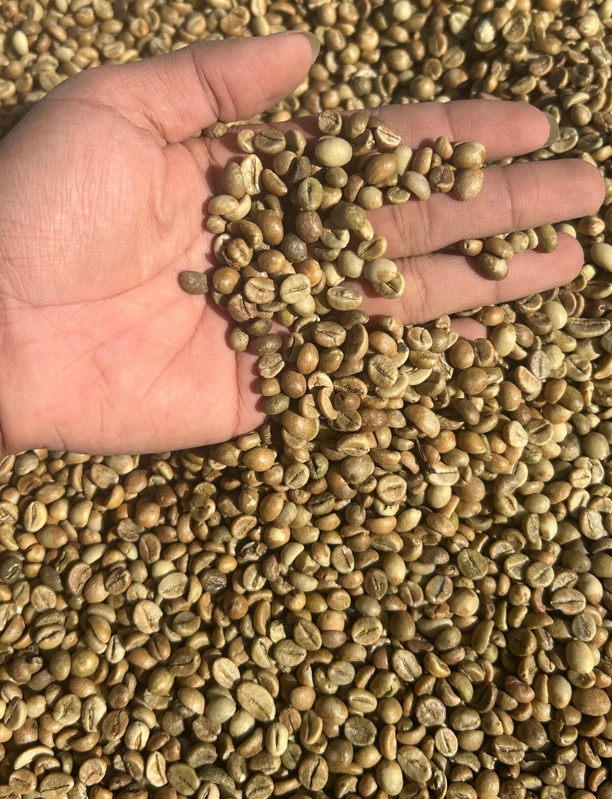 Fine Robusta Ijen — Ijen origin coffee profile